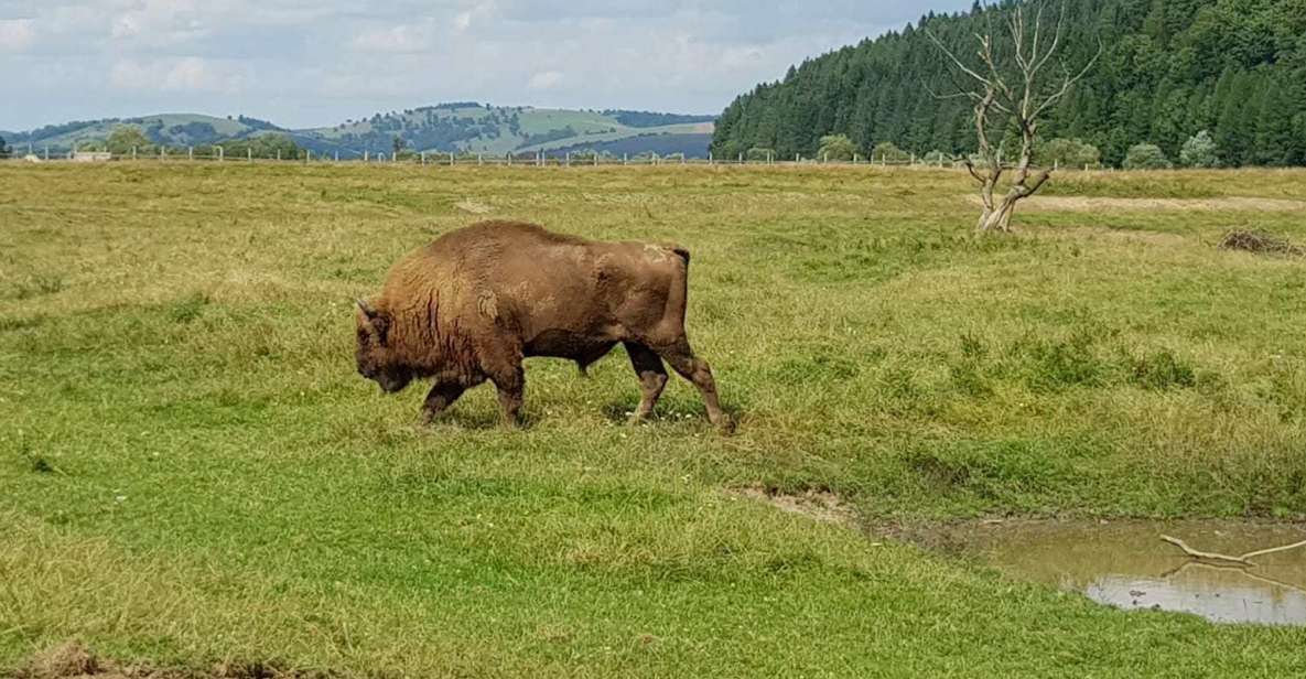 From Brasov: Day Trip to Bison Reserve & Traditional Lunch - Inclusions