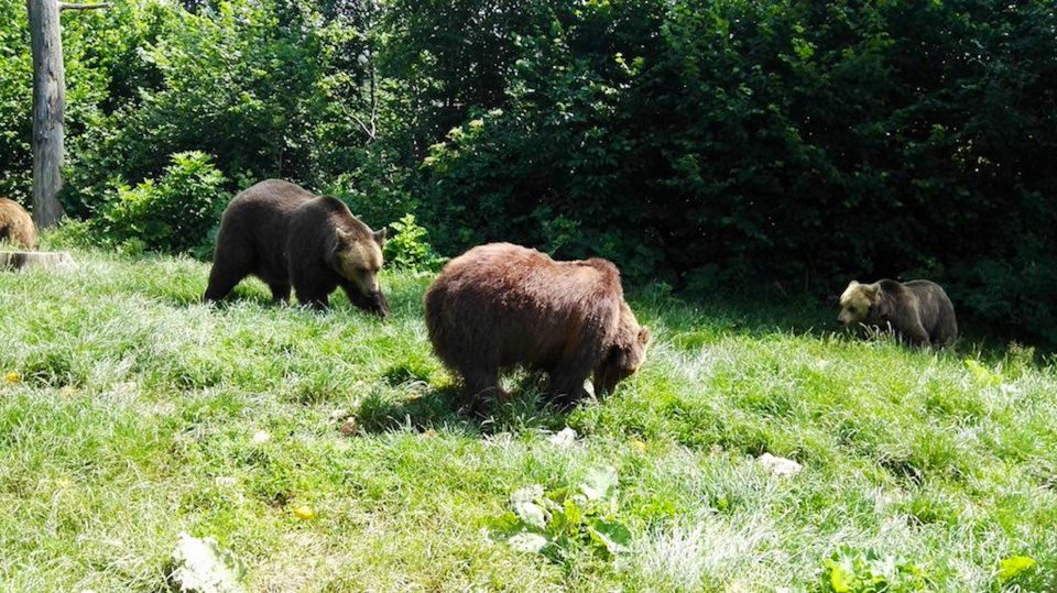 From Bucharest: Libearty Bear Sanctuary and Draculas Castle - Libearty Bear Sanctuary