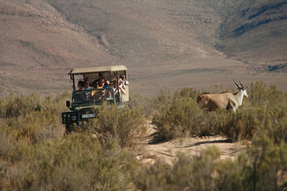 From Cape Town: Big Five Sunset Safari - Itinerary Details