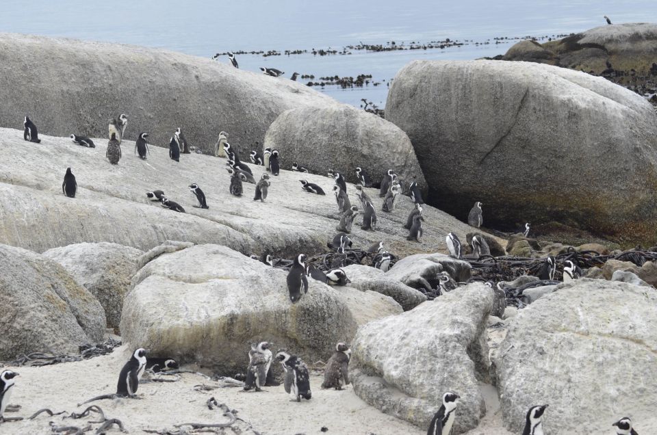 From Cape Town: Half-Day Boulders Beach and Penguins Tour - Key Attractions to Explore