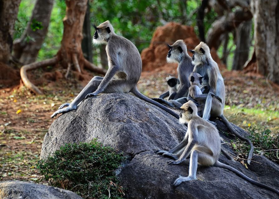 From Colombo: 5-Day Private Wildlife Photography Tour - Wildlife and Nature Experiences