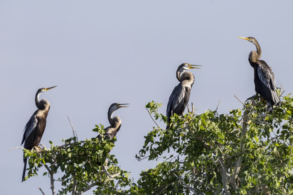 From Colombo: Muthurajawela Sanctuary Bird Watching Tour - Wildlife and Ecology