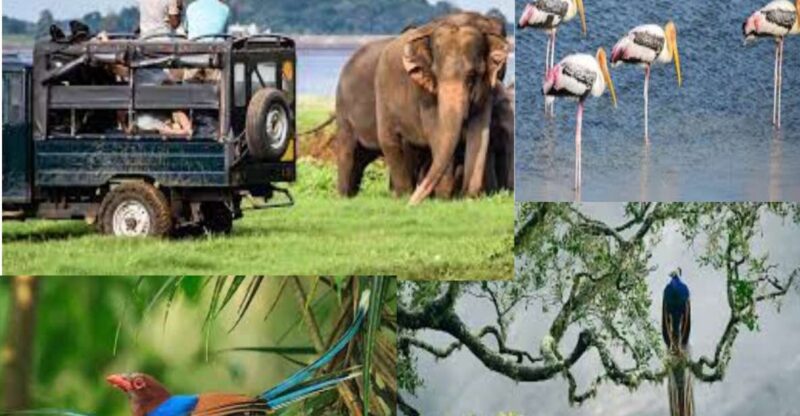 From Colombo To Yala National Park Safari Tour - Safari Itinerary and Experience