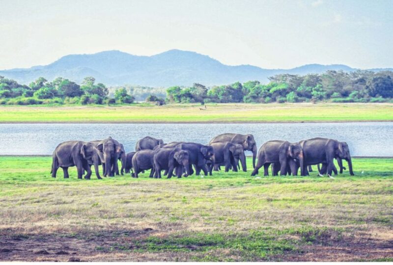 From Dambulla: Full Day Safari at Minneriya National Park - Itinerary and Activities