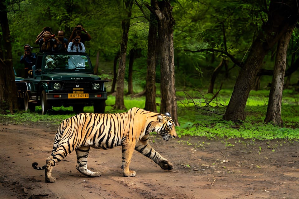 From Delhi: 2 Days 1 Night Ranthambore Tiger Safari Tour - Inclusions