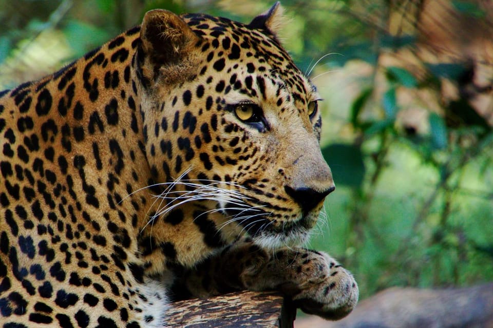 From Delhi: 3-Day Leopard Safari and Golden Triangle Tour - Inclusions