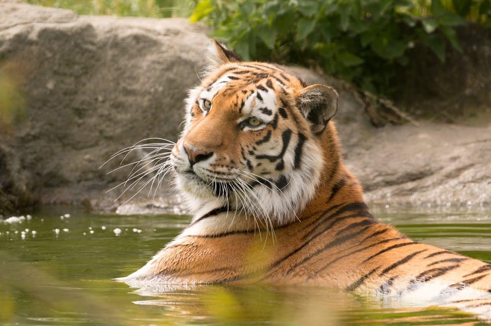 From Delhi: 3-Day Ranthambore Tiger Safari Tour - Inclusions