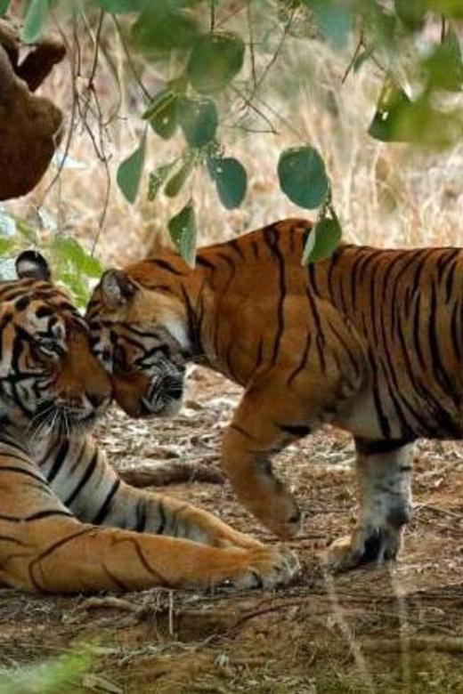 From Delhi: 3-Days Jaipur & Ranthambore Wildlife Safari Tour - Experience Highlights