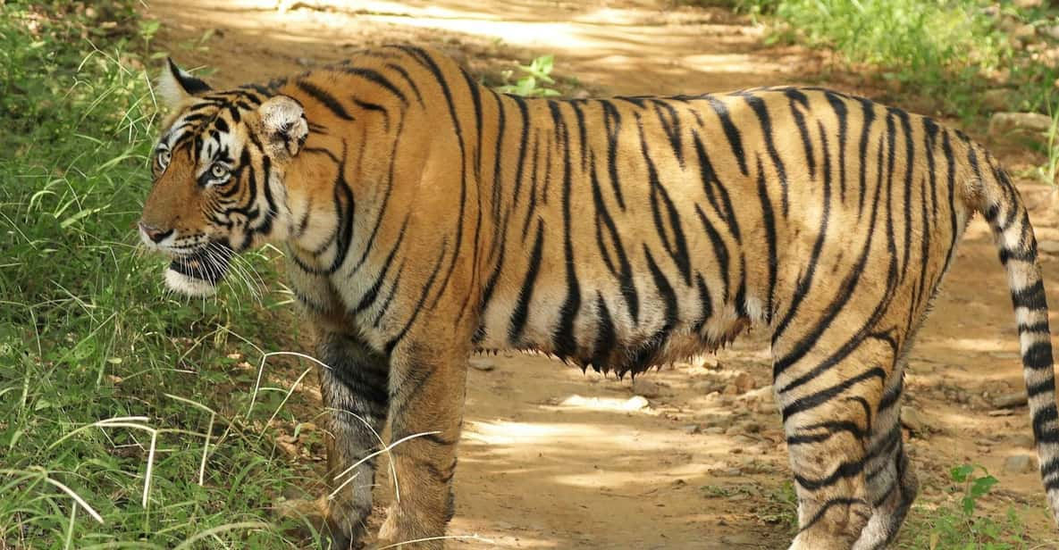 From Delhi: 5-Day Tiger Safari & Golden Triangle Tour - Included Services