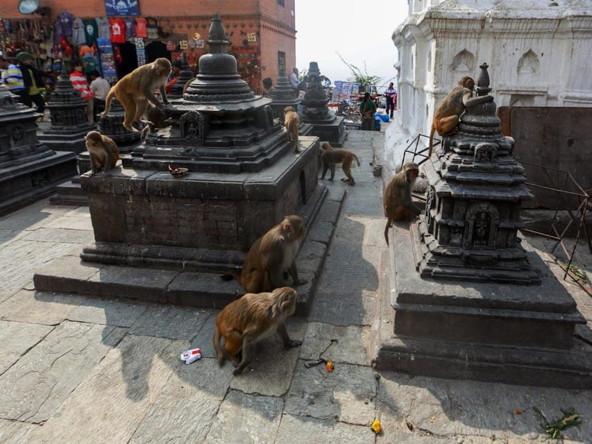 From Delhi: Jaipur Private Day Trip With Monkey Temple - Transportation Options