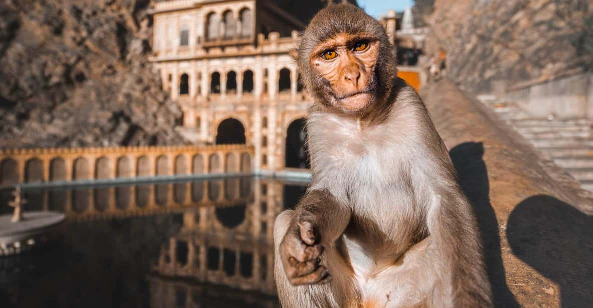 From Delhi: Monkey Temple and Jaipur City Guided Tour by Car - Itinerary Highlights