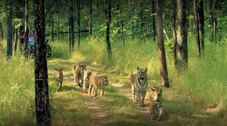 From Delhi: Tiger Safari and Golden Triangle Tour - Detailed Itinerary