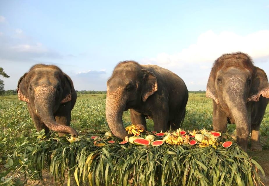 From Delhi:Sunrise Taj Mahal Tour With Elephant Conservation - Experience Details