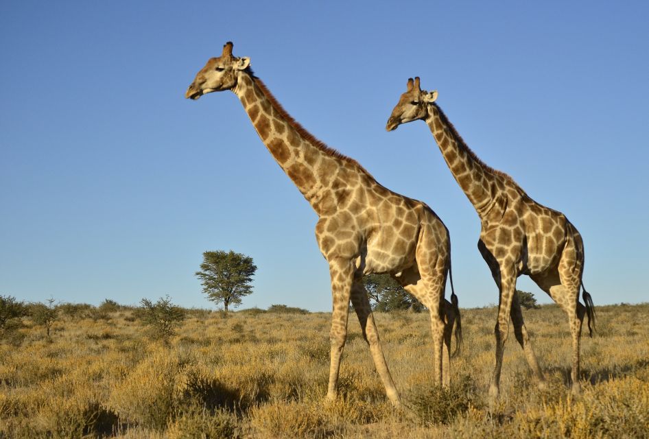 From Durban: Half-Day Safari Tour - Traveler Ratings