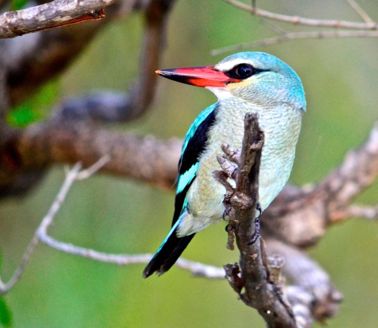 From Durban: St. Lucia Wetlands Boat Ride - Diverse Ecosystems and Wildlife