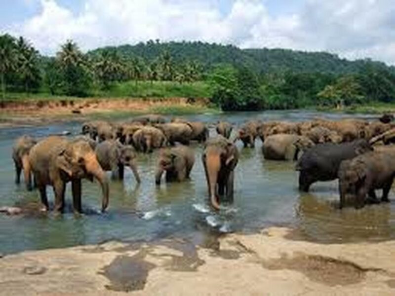 From Ella :- Udawalawa Safari & Elephant Transit Home Tour - Wildlife Conservation