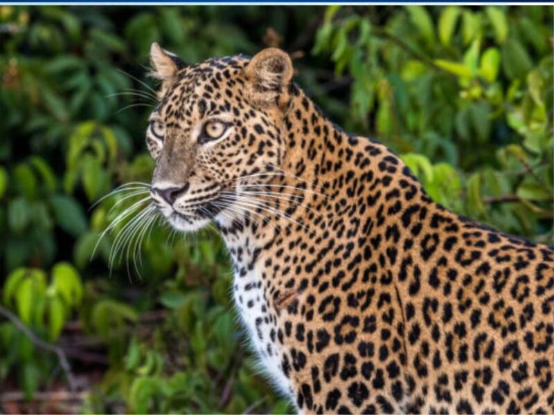 From Ella: Yala Half Day Leopard Safari With Lunch (Private) - Wildlife and Ecosystem Highlights