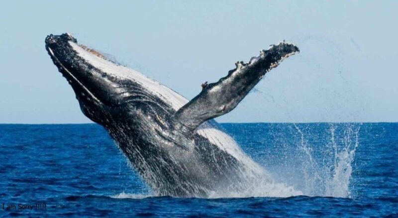 From Galle/Unawatuna: Whales & Dolphin Watching Adventure - Wildlife Experience