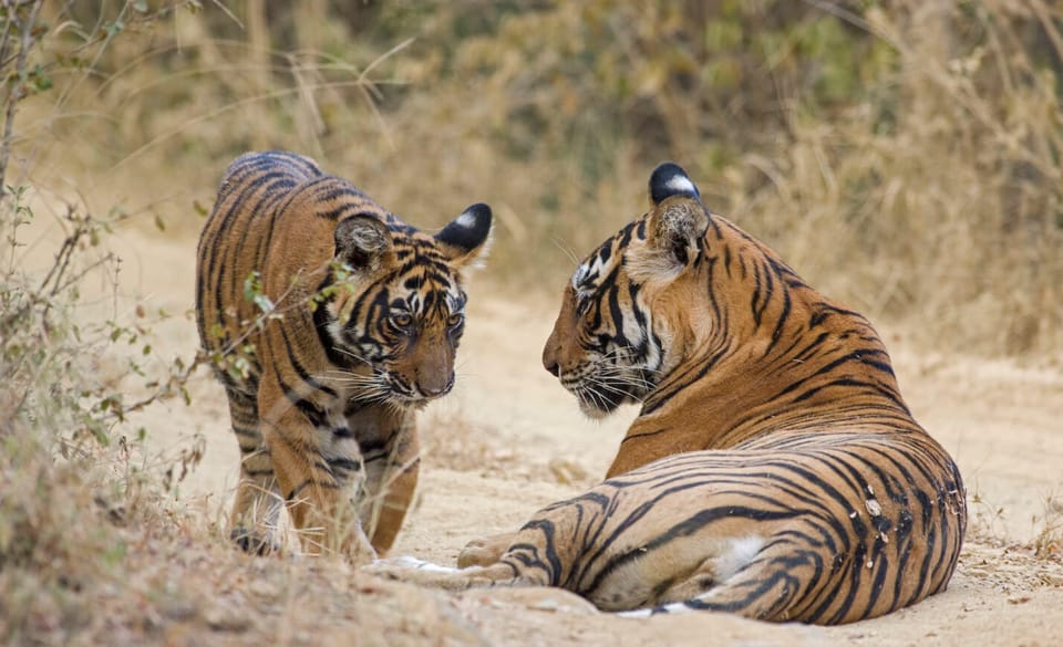 From Jaipur : 2 Days 1 Night Ranthambore Tiger Safari Tour - Safari Experiences