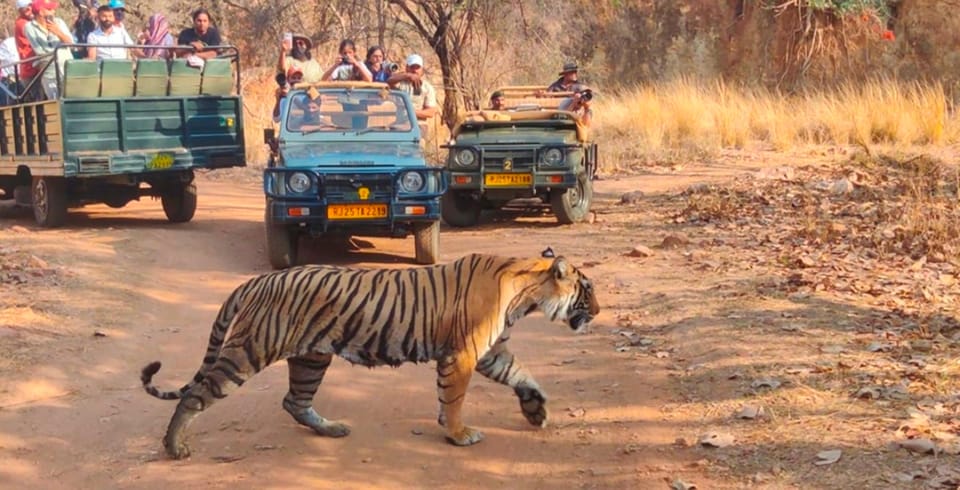 From Jaipur : 2 Days 1 Night Ranthambore Tiger Safari Tour - Day 1 Highlights