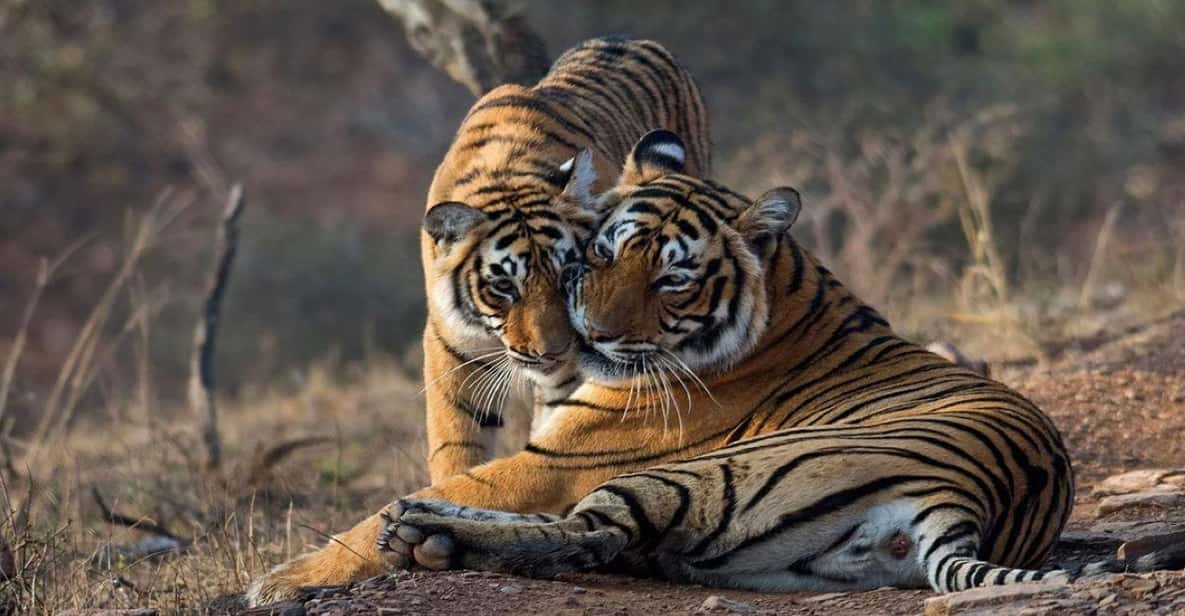 From Jaipur: Ranthambore Tiger National Park Tour (02 Days) - Safari Highlights