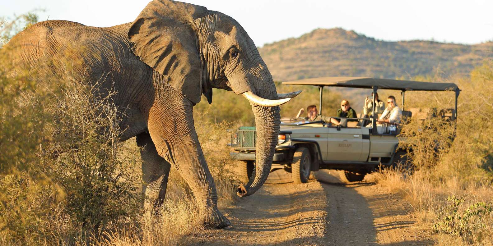 From Johannesburg : 4 Day Madikwe Reserve Luxury Safari - Daily Safari Experiences