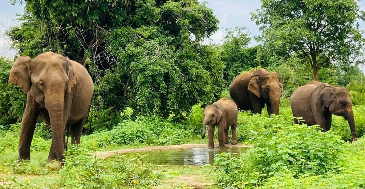 From Kandy: Sigiriya Lion Rock Fortress and Village Trip - Cultural and Historical Sites