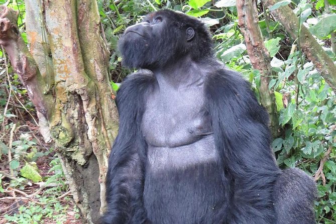 From Kigali: 10 Hour Day-Trip Rwanda Gorilla Trekking With Lunch - Pricing and Guarantee