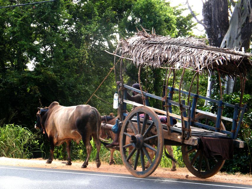 From Negombo: Dambulla Caves & Kaudulla National Park Safari - Dambulla Royal Cave Temple