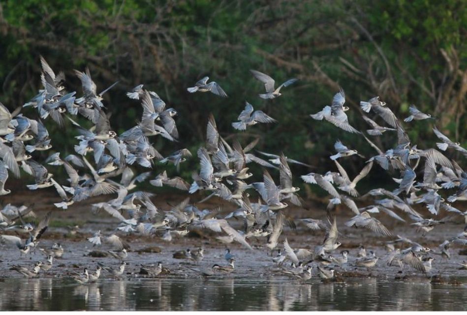 From Negombo: Lagoon Serenity: Dutch Canal Magic - Itinerary Highlights