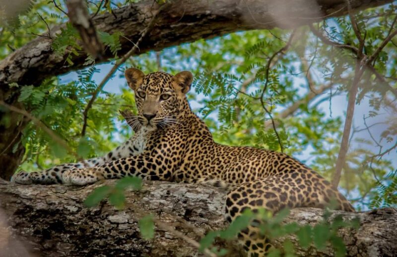 From Negombo: Wilpattu National Park Safari Tour - Inclusions