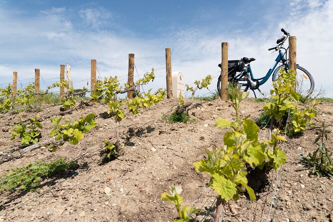 From Reims Afternoon E-Bike Tour, Visit and Champagne Tastings - Participant Feedback
