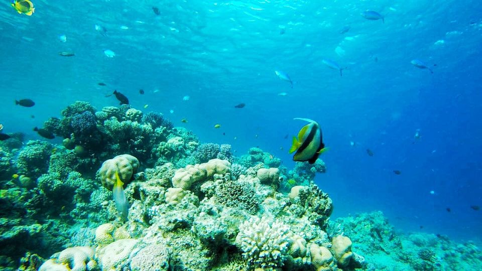 From Sharm or Dahab: Blue Hole & Canyon Sea Dive Experience - Highlights of Diving