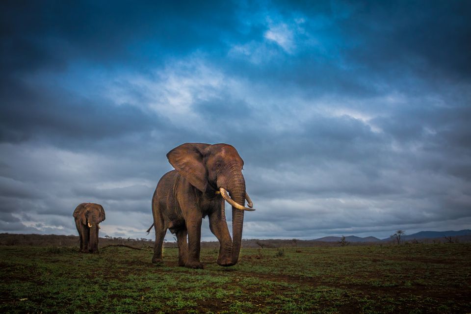 From St Lucia: Isimangaliso Sunset Safari - Exploring Diverse Ecosystems