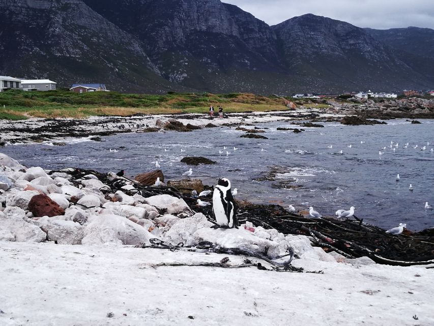 From Stellenbosch: Hermanus Whale Route Tour - Shore-based Whale Watching