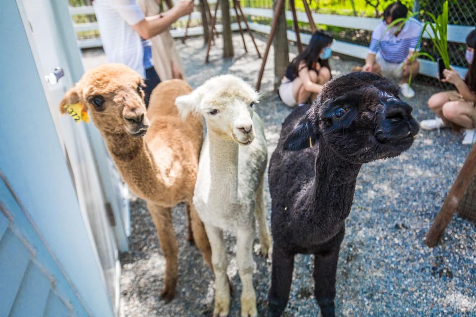 From Taipei: Yilan Funny Animal & Natural Day Tour - Tangweigou Hot Springs Park