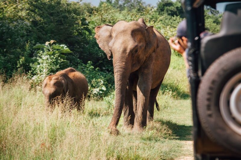 From Tangalle/Hiriketiya: Shuttle to Ella With Yala Safari - Transportation and Pickup Details