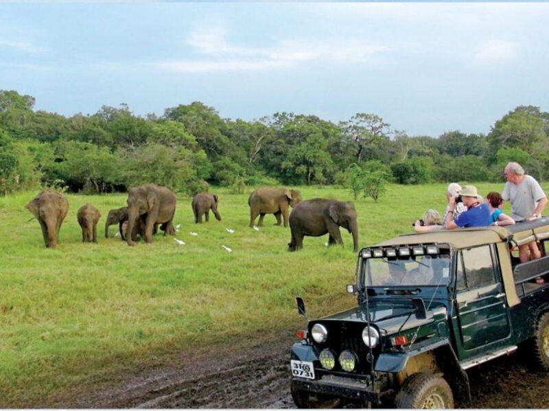 From Udawalawe: Safari at Udawalawe National Park - What to Expect on the Safari