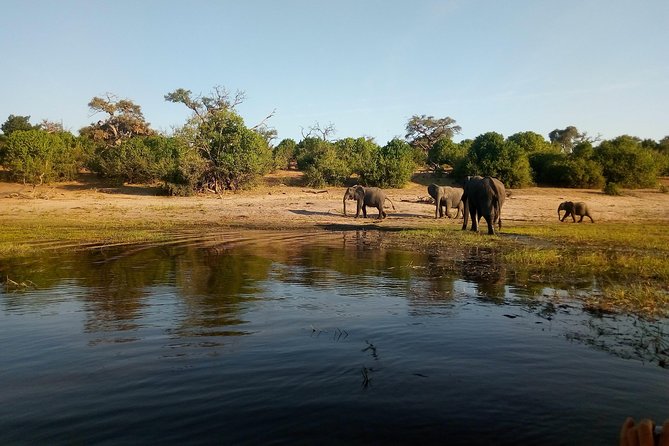 From Victoria Falls: Chobe National Park Small Group Tour - Tour Costs and Inclusions