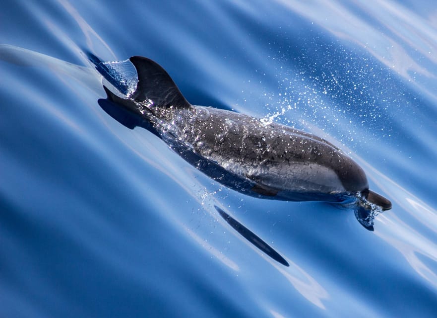 From Villefranche-sur-Mer: Guided Dolphin-Watching Tour - Inclusions and Logistics