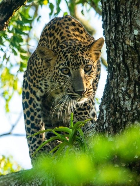 From Yala :- Yala National Park Thrilling Half-Day Safari - Itinerary Details