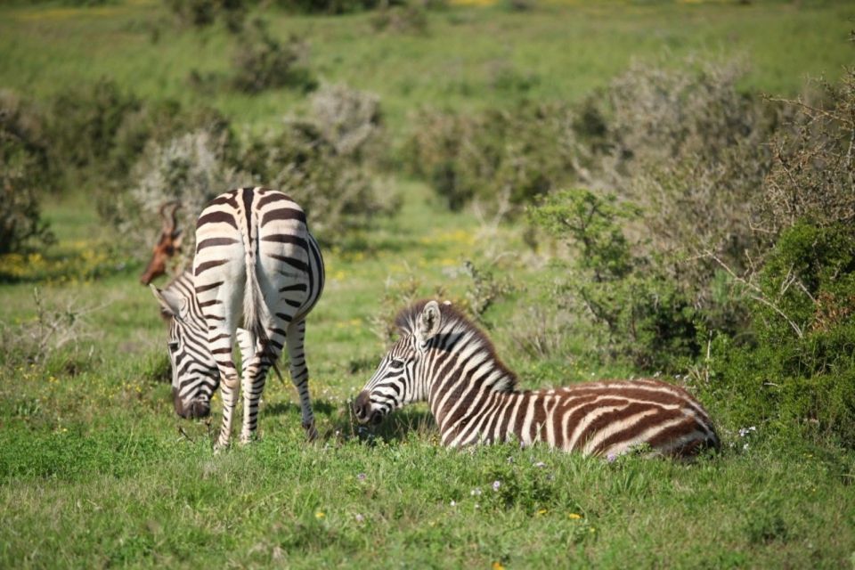 Full-Day All Inclusive Safari With Traditional Braai Lunch - Guided Experience