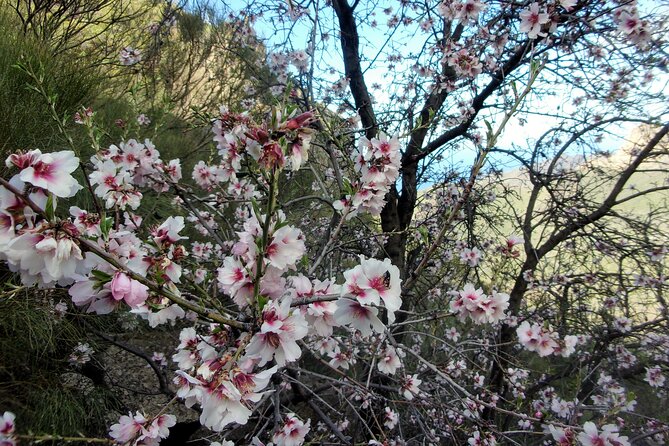Full-Day Almond Blossom Trail in Tenerife - Guided by Expert Naturalist