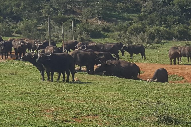 Full Day Big 5 Addo Safari - Itinerary and Inclusions
