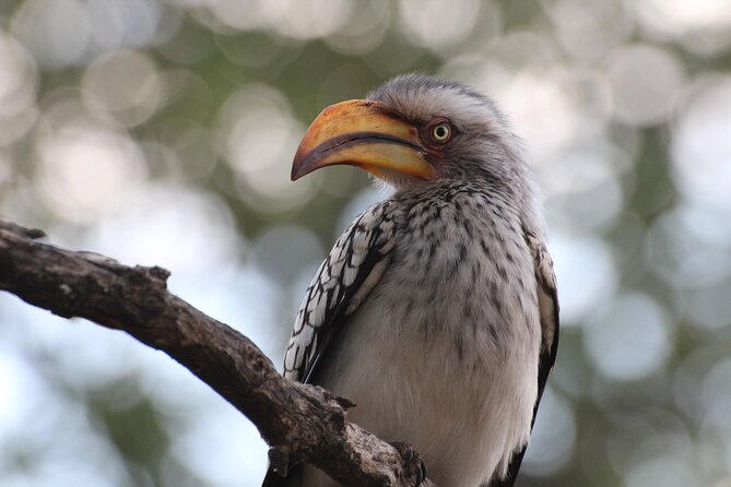 Full Day Big 5 Game Safari in Kruger National Park From Hazyview - Health and Safety Protocols