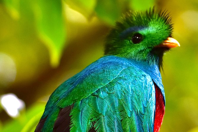 Full Day Birdwatching Experience - Birdwatching Highlights