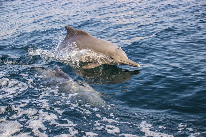 Full-Day Dhow Cruise in Khasab Musandam - Accessibility Features