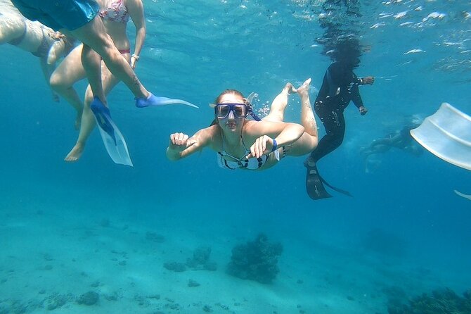Full-day Dolphin House And Swim With Dolphin - Customer Ratings