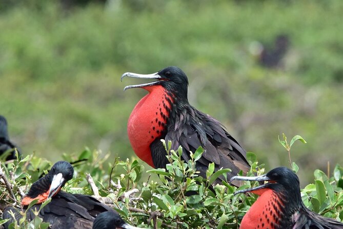Full Day : Forest and the Fisherman Trail (From Guayaquil) - Observing Wildlife Diversity