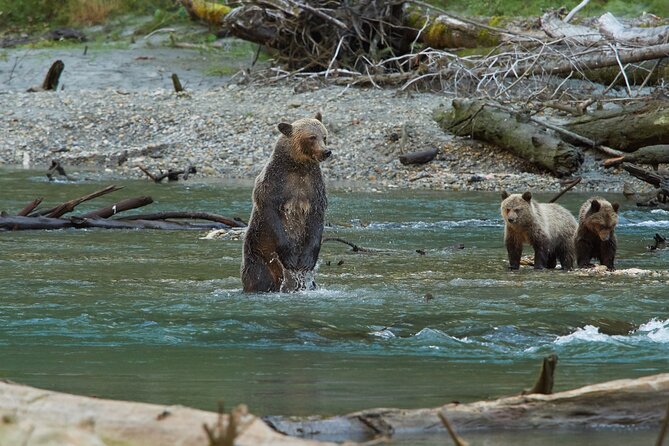 Full Day Grizzly Bear Tour to Toba Inlet - Guided Experience